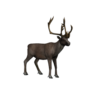 Moose, elk PNG-66240